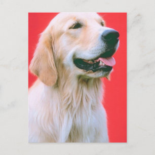 Retriever Panting Postkarte