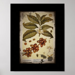 Retro botanischer Bild-Kaffee Poster