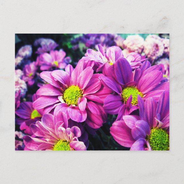 Retro Daisies I Postkarte (Vorderseite)