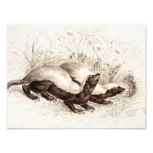 Retro der Vintagen Honig-Badger-Bienenstock-Vorlag Fotodruck