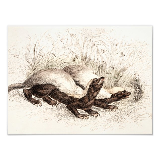 Retro der Vintagen Honig-Badger-Bienenstock-Vorlag Fotodruck (Vorne)