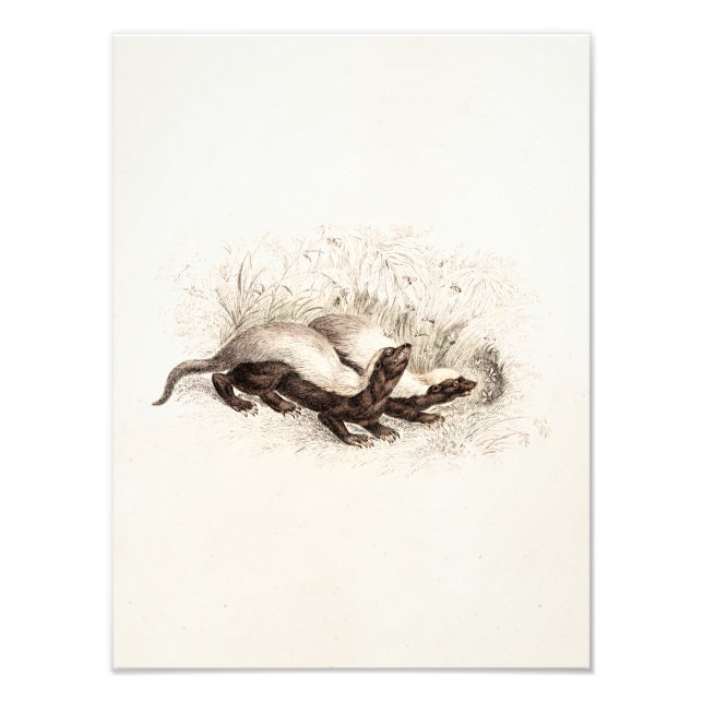 Retro der Vintagen Honig-Badger-Bienenstock-Vorlag Fotodruck (Vorne)