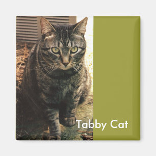 Retro Grün des Tabby-Katzen-Magneten Magnet
