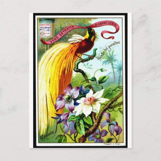 Retro Paradise Bird Postacard Postkarte (Vorderseite)