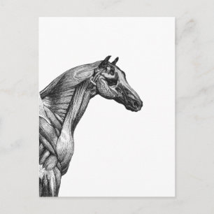 Retro-Pferd-Muskelanatomie-Bild Postkarte
