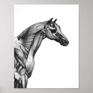 Retro-Pferdmuskel-Anatomiebild Poster