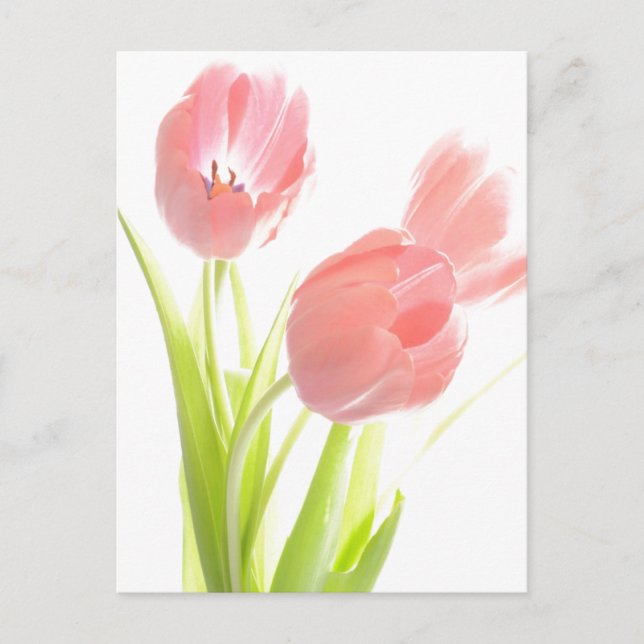Retro Pink tulip Postkarte (Vorderseite)