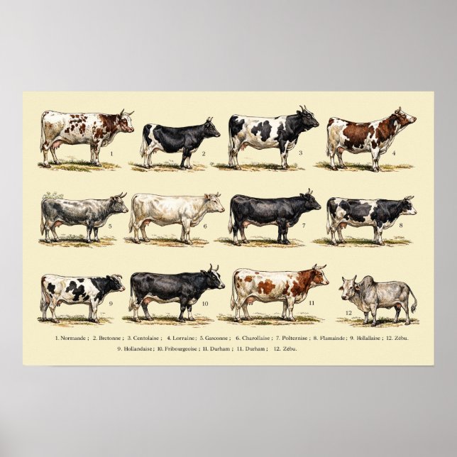 Retro-Rinderrassen-Kunst Poster (Vorne)