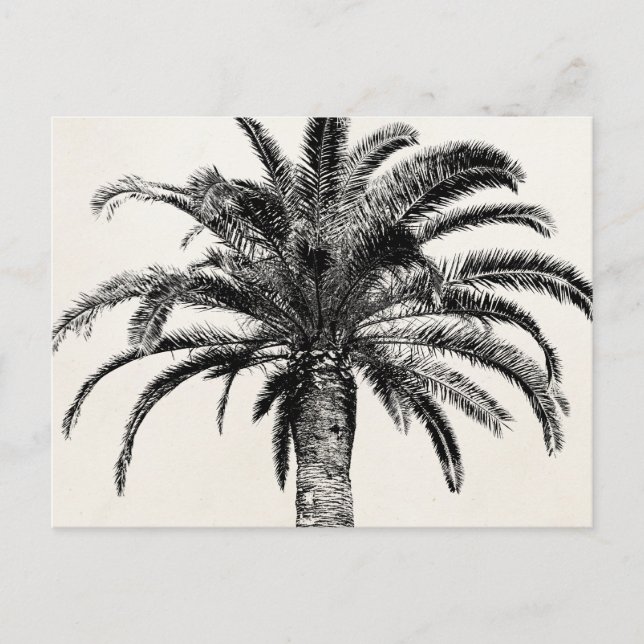 Retro Tropical Island Palm Tree in Schwarz-Weiß Postkarte (Vorderseite)