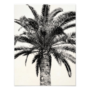 Retro Tropische Insel Palme in Schwarz-Weiß Fotodruck