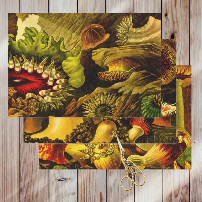 Retro Undersea Life Anemones & Coral 3 Styles Geschenkpapier Set (Von Creator hochgeladen)