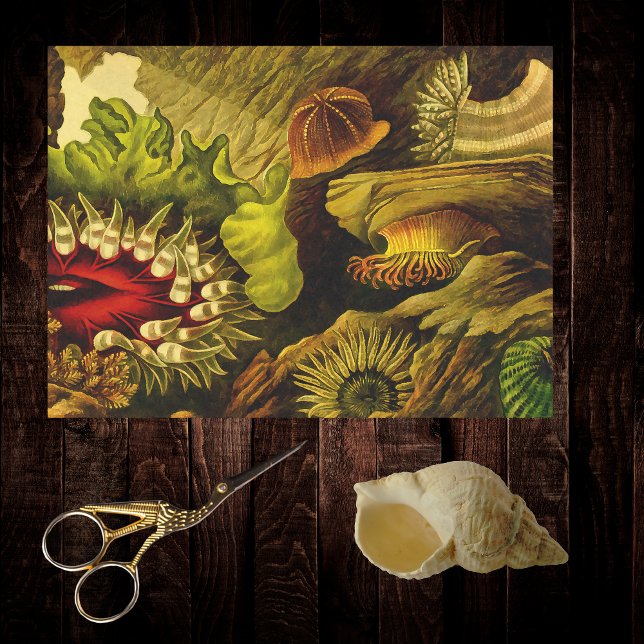 Retro Undersea Life Anemones & Coral 3 Styles Seidenpapier (Von Creator hochgeladen)