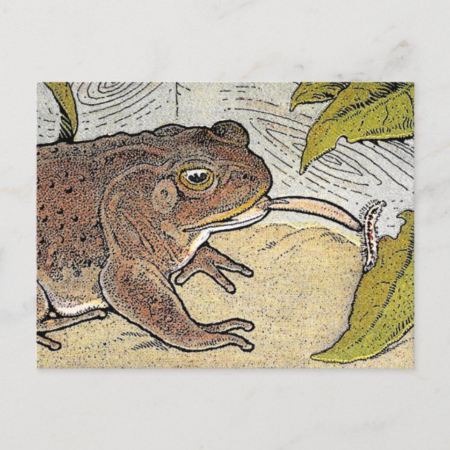 Retro Vintag Frog Book Illustration Postkarte (Vorderseite)