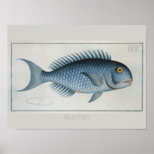 Retro Vintager Blauer Fisch Zeichnend Poster