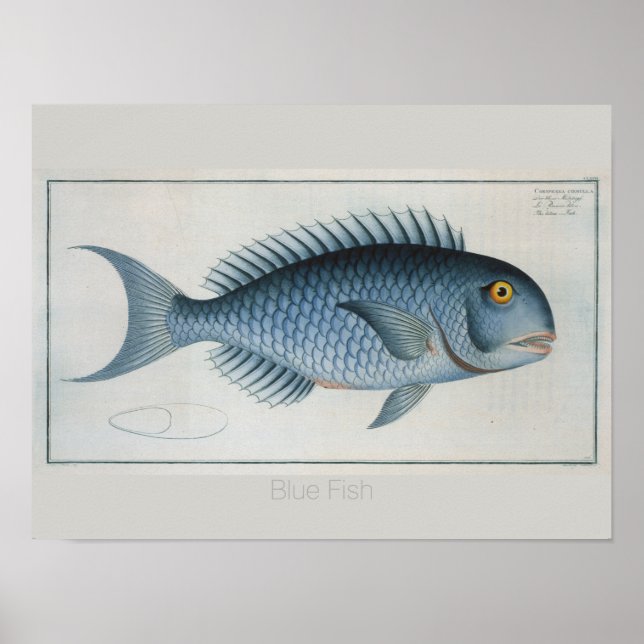 Retro Vintager Blauer Fisch Zeichnend Poster (Vorne)