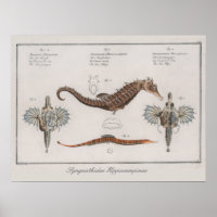 Retro Vintages zoologisches Seepferd Zeichnend