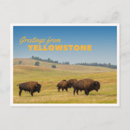 Retro Yellowstone Grüße Bison Weidet Blanko Postkarte