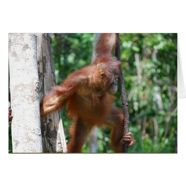 Rett Borneo Orangutan (Vorderseite (Horizontal))