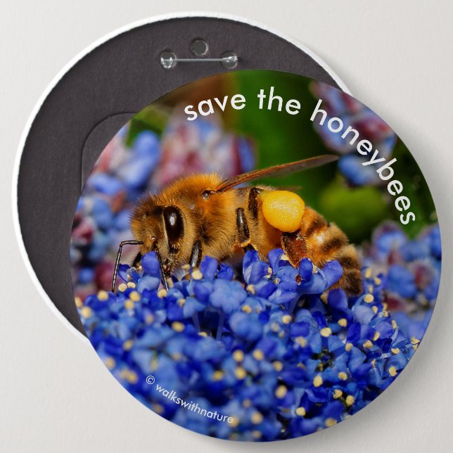 Rett der Honigbienen, die Kalifornien Lilac pollin Button (Vorne & Hinten)