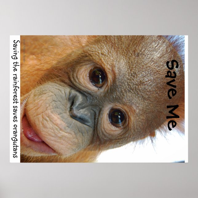 Rett der Orangutanen und Regenwald Poster (Vorne)