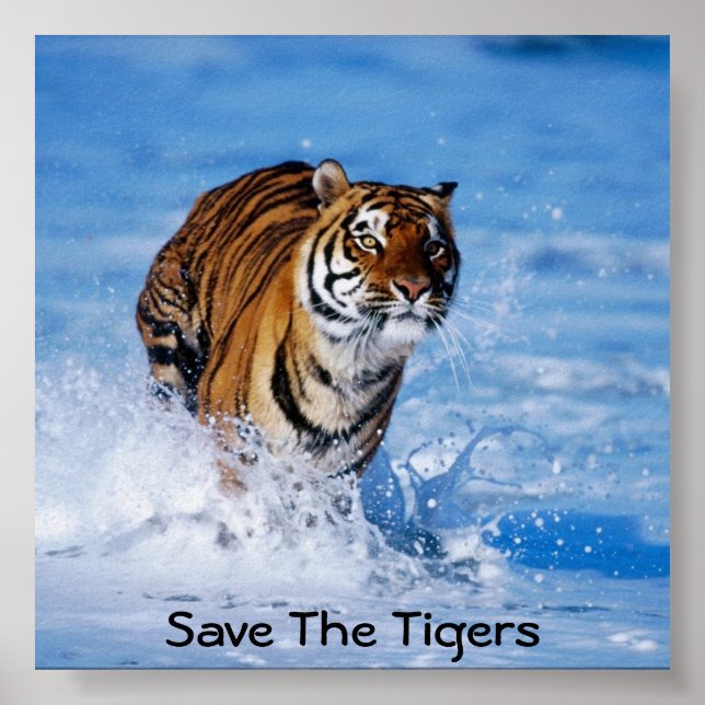 Rett der Tiger Poster (Vorne)