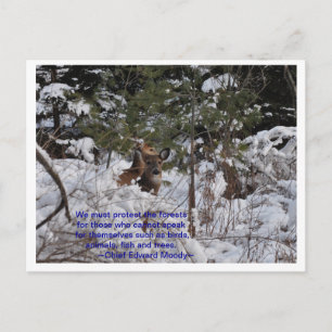 Rett der Wälder Postkarte