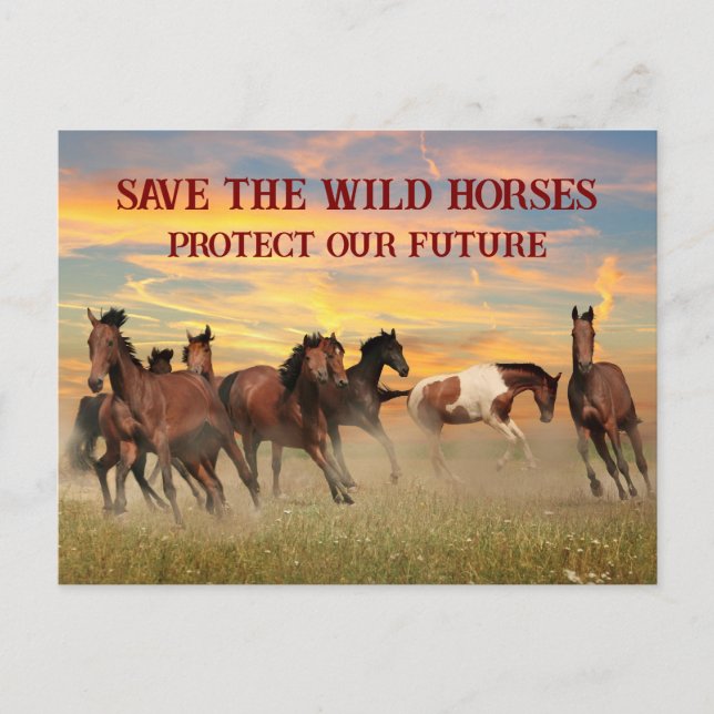 Rett der Wildpferde Postkarte (Vorderseite)