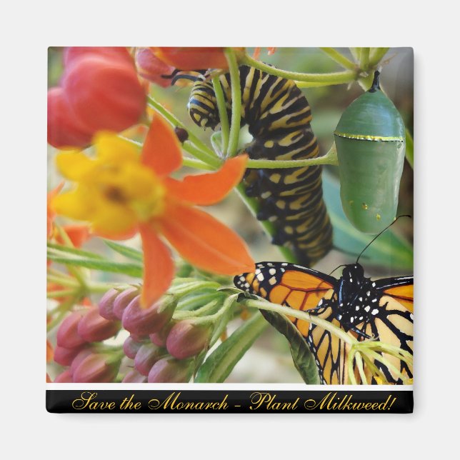 Rett des Monarchmagazins Magnet (Vorne)