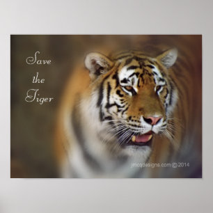Rett des Tiger Amur Sibirien Tiger Poster