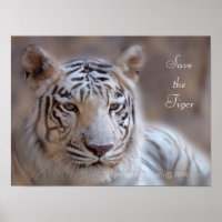 Rett des Tiger White Bengalisch Tiger