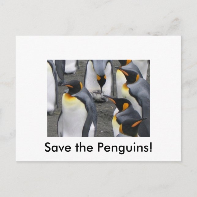 Rett die Pinguine! Postkarte (Vorderseite)
