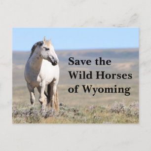 Rett die wilden Pferde der Wyoming Postkarte