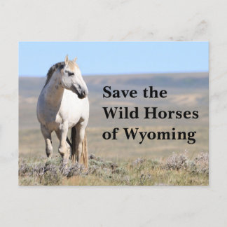 Rett die wilden Pferde der Wyoming Postkarte