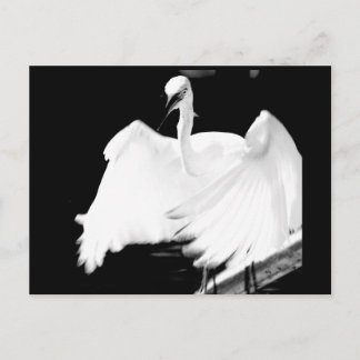 Rett Floridas Vögel Postkarte