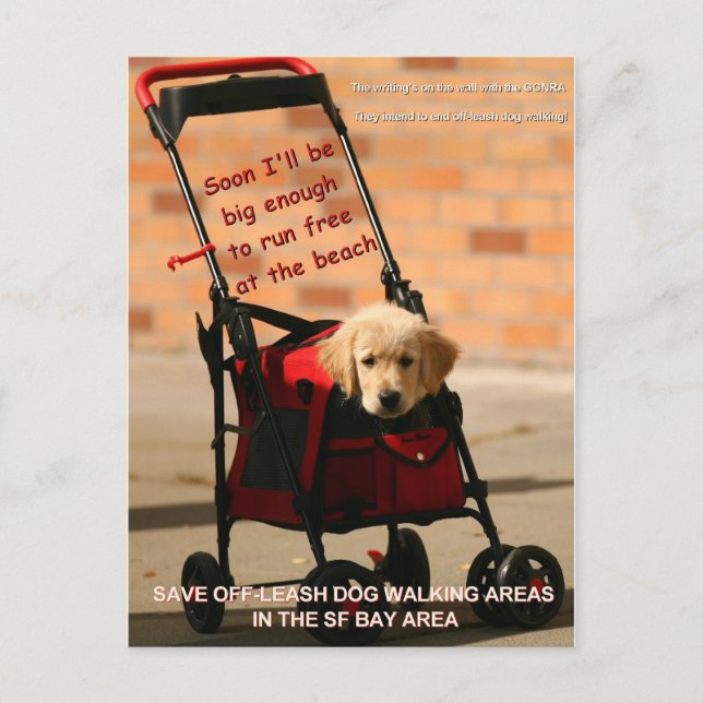 Rett Off-Leash Hund Walking Kongressabgeordnete Pe Postkarte (Vorderseite)