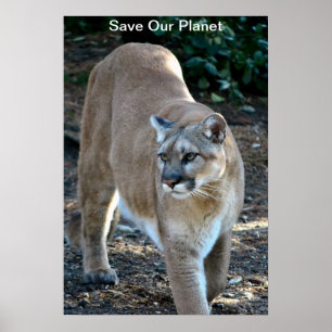 "Rett Our Planet" Cougar Foto Poster
