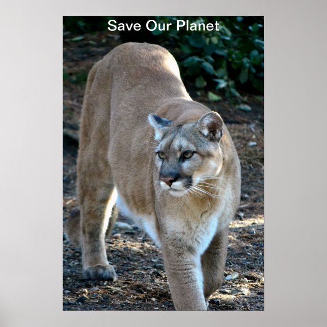 "Rett Our Planet" Cougar Foto Poster (Vorne)
