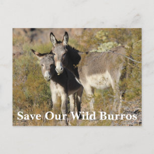 Rett Our Wild Burros Postkarte