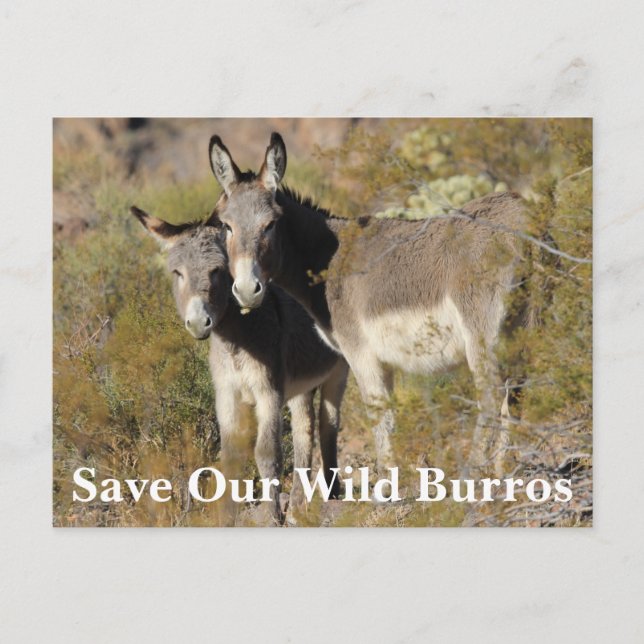 Rett Our Wild Burros Postkarte (Vorderseite)