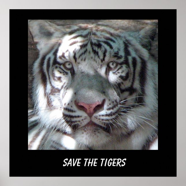 Rett Tiger Poster (Vorne)