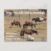 Rett unsere Kampagne "Wilde Pferde"