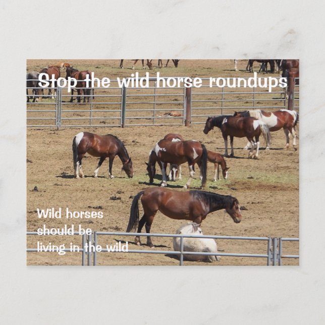 Rett unsere Kampagne "Wilde Pferde" Postkarte (Vorderseite)
