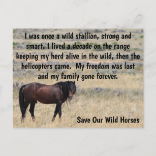 Rett unsere Kampagne "Wilde Pferde" Postkarte