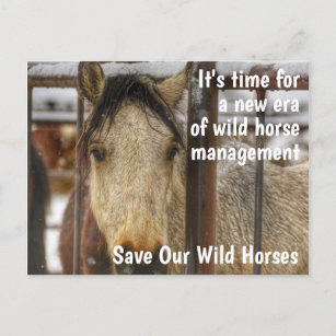 Rett unsere Kampagne "Wilde Pferde" Postkarte