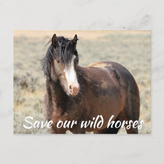 Rett unsere Wildpferde Postkarte