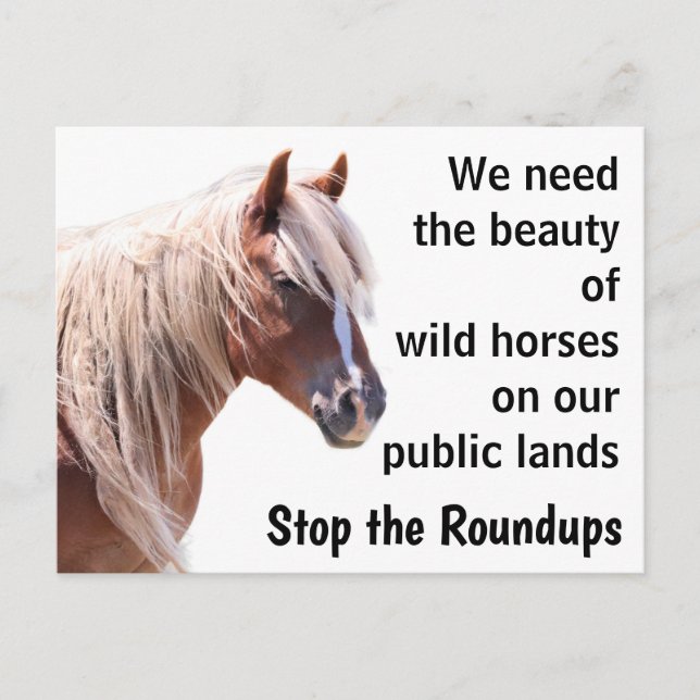 Rett unsere Wildpferde Postkarte (Vorderseite)