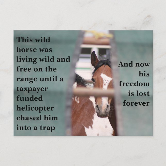 Rett unsere Wildpferde Postkarte (Vorderseite)