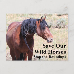Rett unsere Wildpferde Postkarte