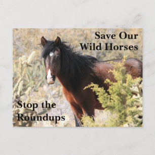 Rett unsere Wildpferde Postkarte