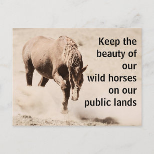 Rett unsere Wildpferde Postkarte
